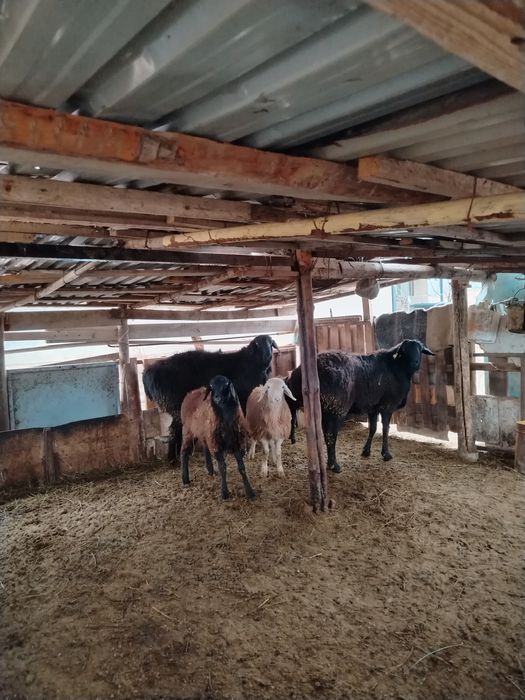 Гиссар қошқар ұрықтықка