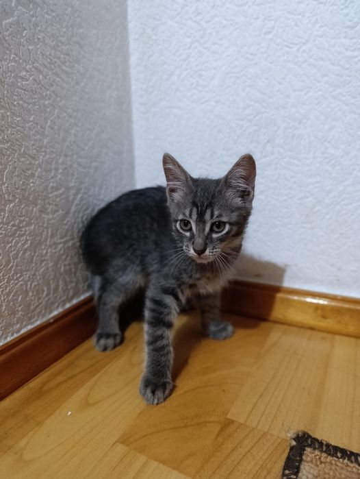 Милые котята в хорошие руки