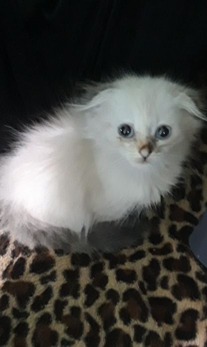 Отдам котёнка девочка