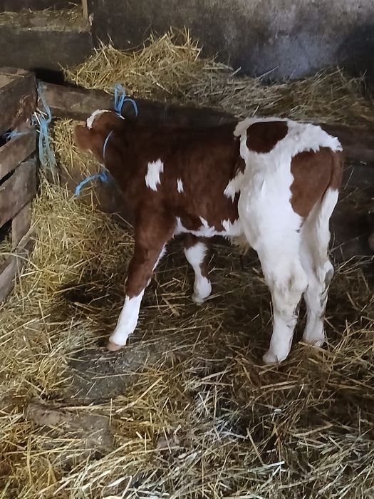 Tauraș baltat de vânzare!