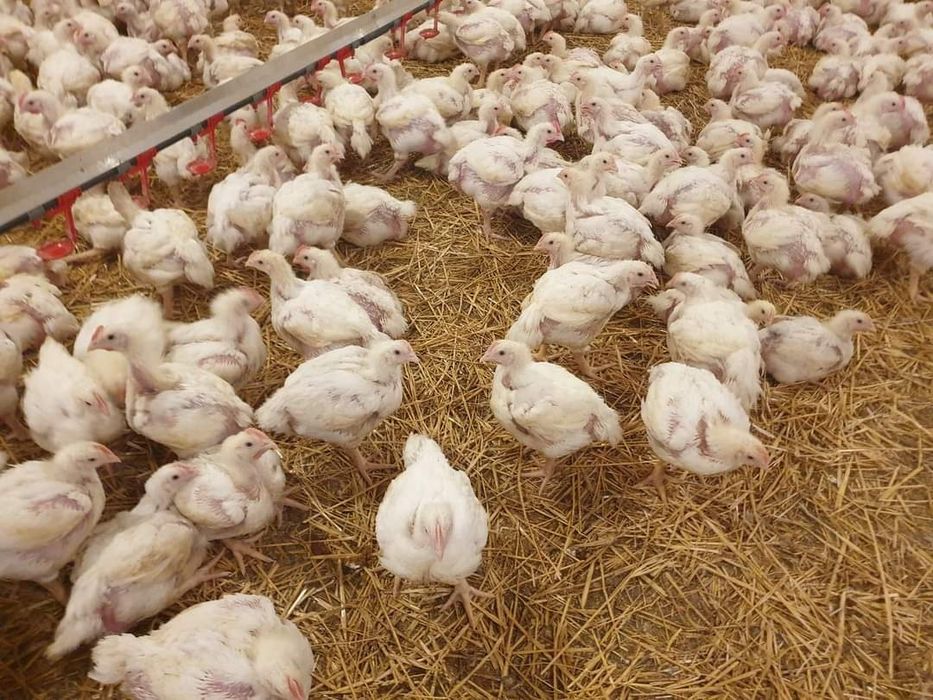 Pui de carne şi rasa mixtă