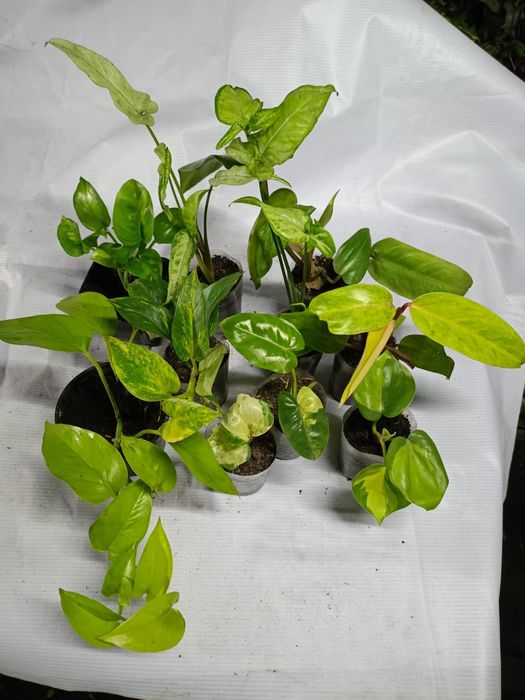 Продам цветы комнатные