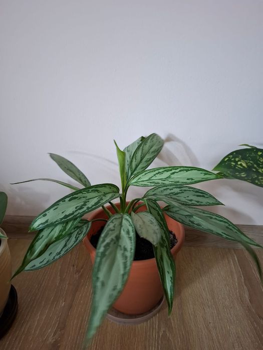 Растение аглаонема
