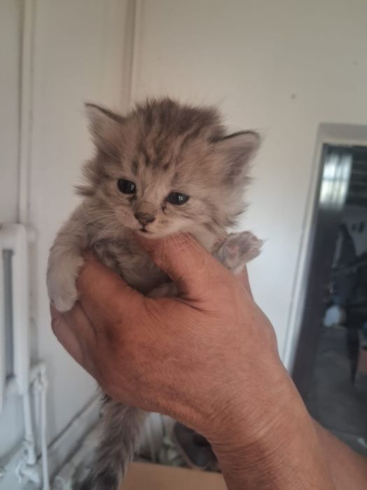 Отдам котят в добрые руки