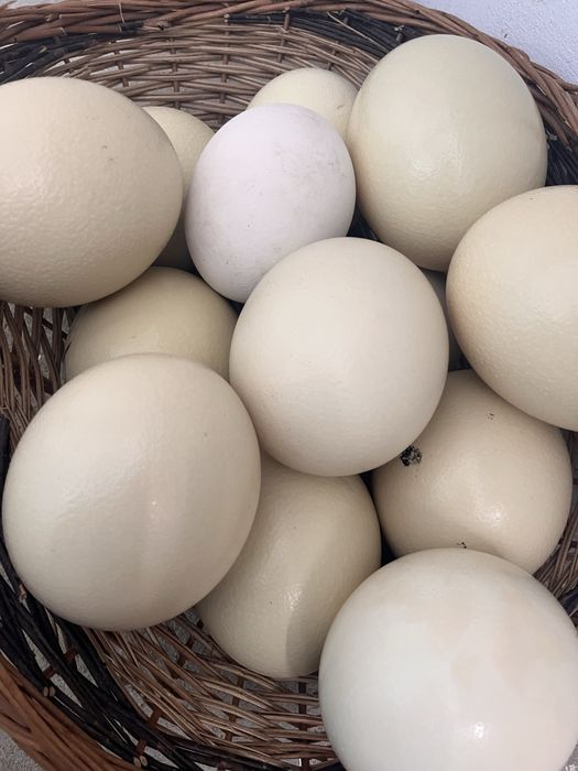 Ouă de struț nutritive