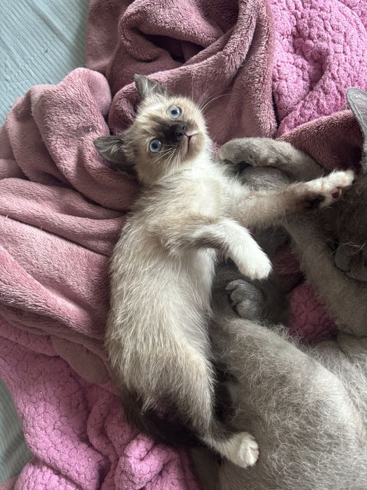 Котенок девочка в добрые ответственные руки