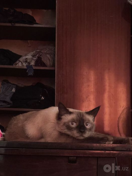 отдам в добрые руки кота