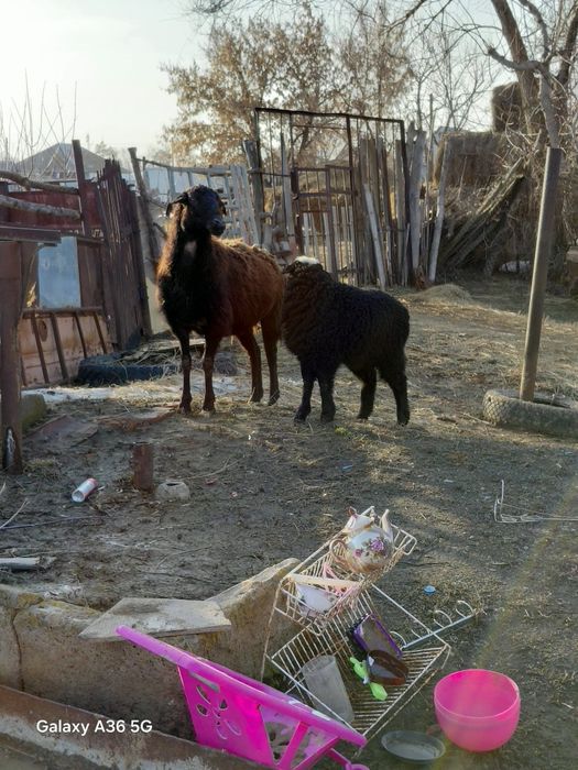 Еркек кестірілген сек 80 мың. Ұрғашы ақ тұсақ қысыр қалған 60 мың.