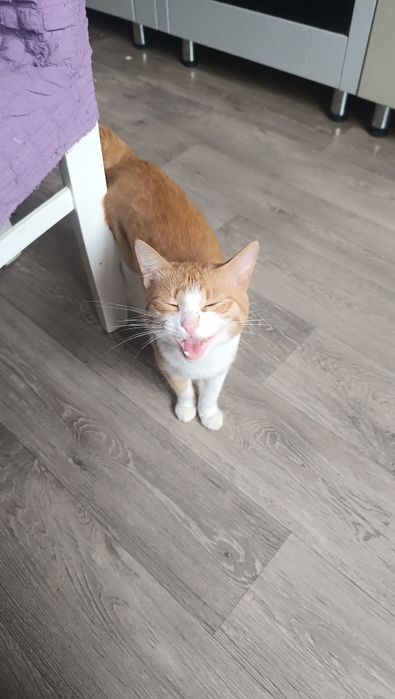 Рыжий котик. 1 год