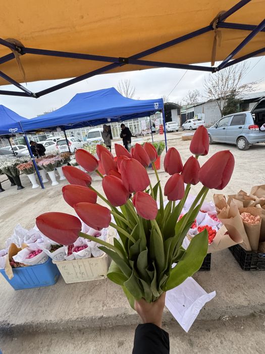 Lola Optomga  тюльпан