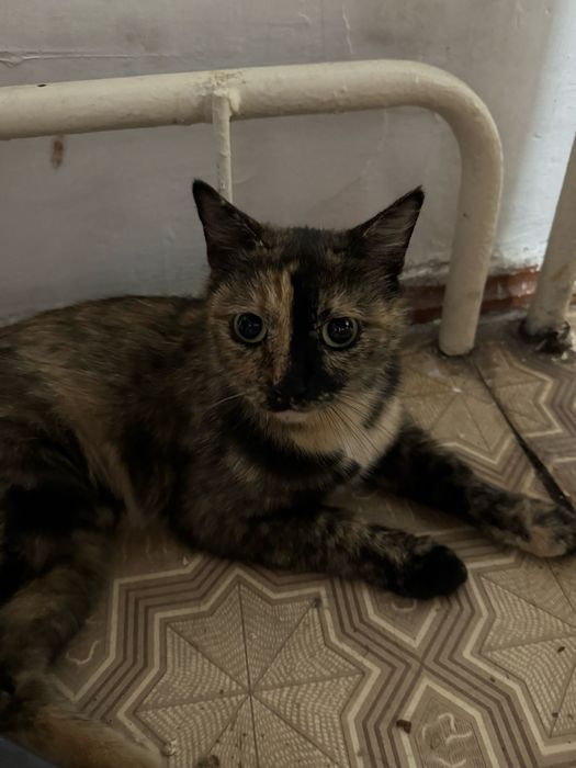 Отдам в хорошие руки