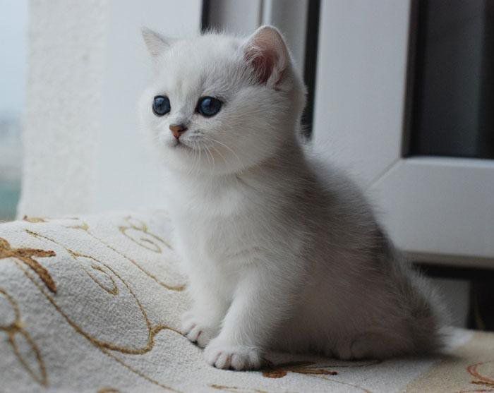 Продаётся британские котята