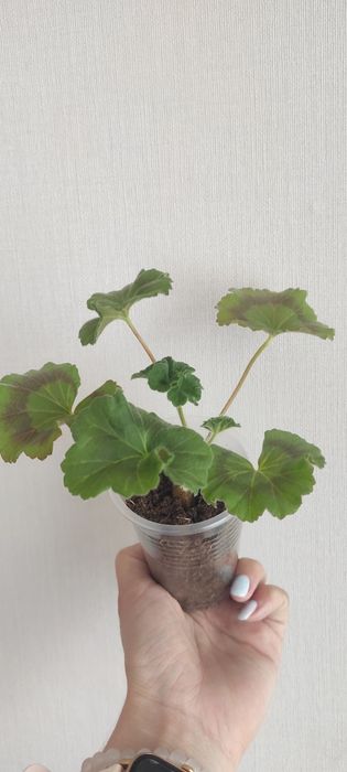 Продам черенки пеларгонии