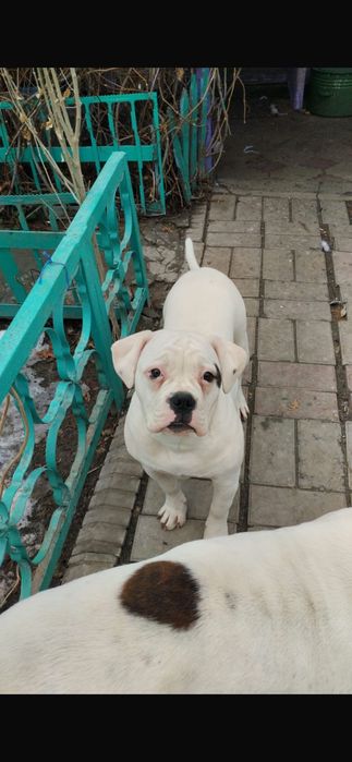 Продается щенок Американского бульдога