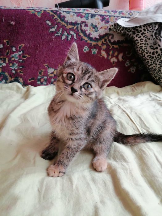 Подарю кошечку 1,5 месяца