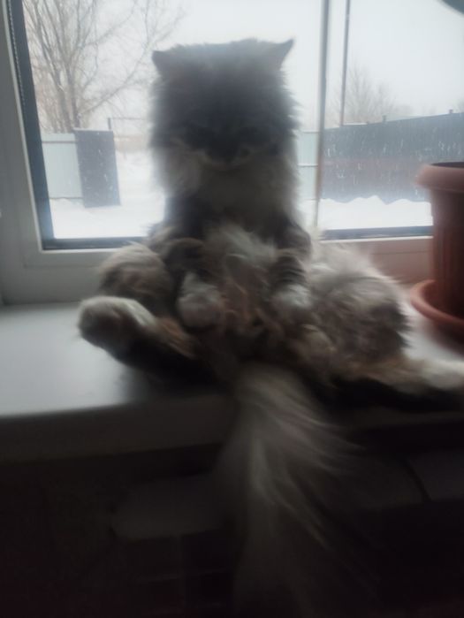 Отдам кота в добрые руки