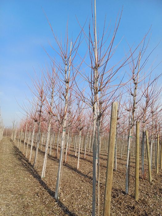Evropa svati kustarnik kuchatla bor