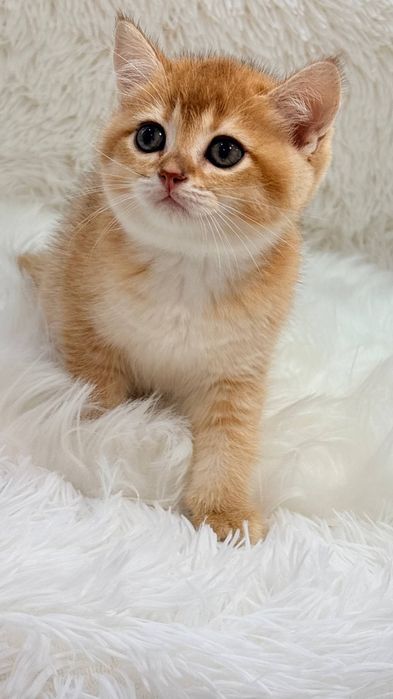 Продается котенок  британская шиншилла