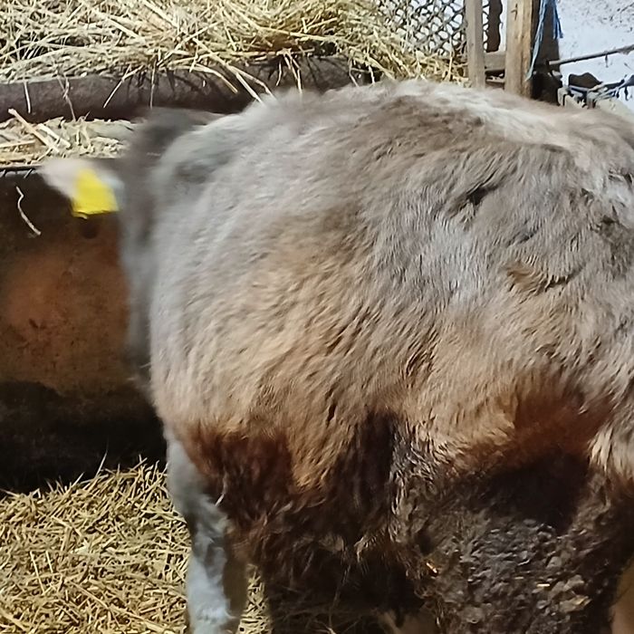 Taurasi și vitele angus și belga