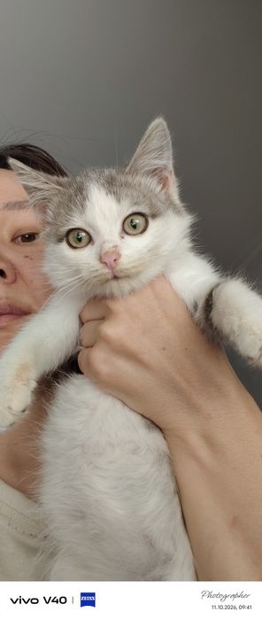 Мальчики котята возраст 2мес