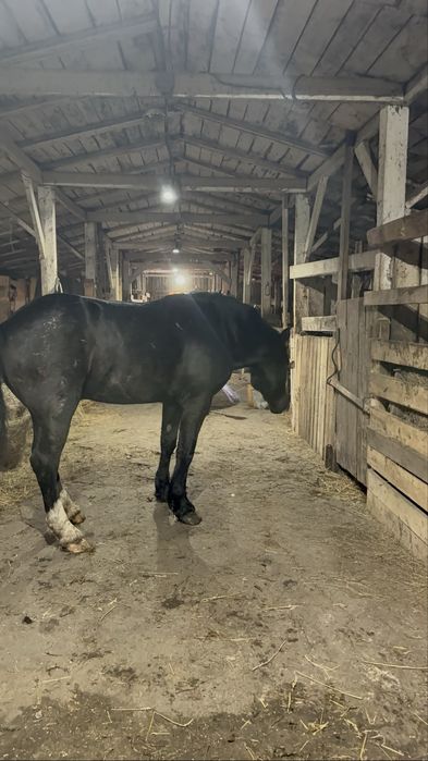 Продам жеребчика