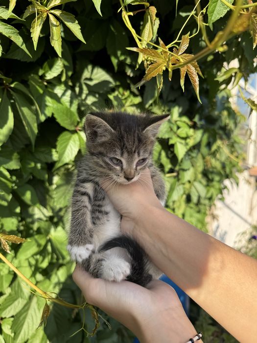 Котята в поисках дома