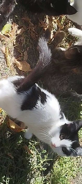 Котята, Мальчики! В добрые руки!