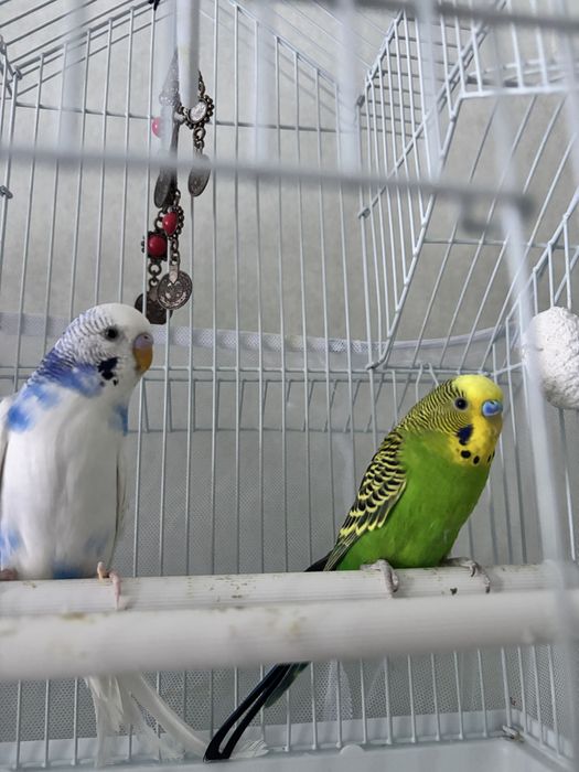 Продам попугаев с клеткой
