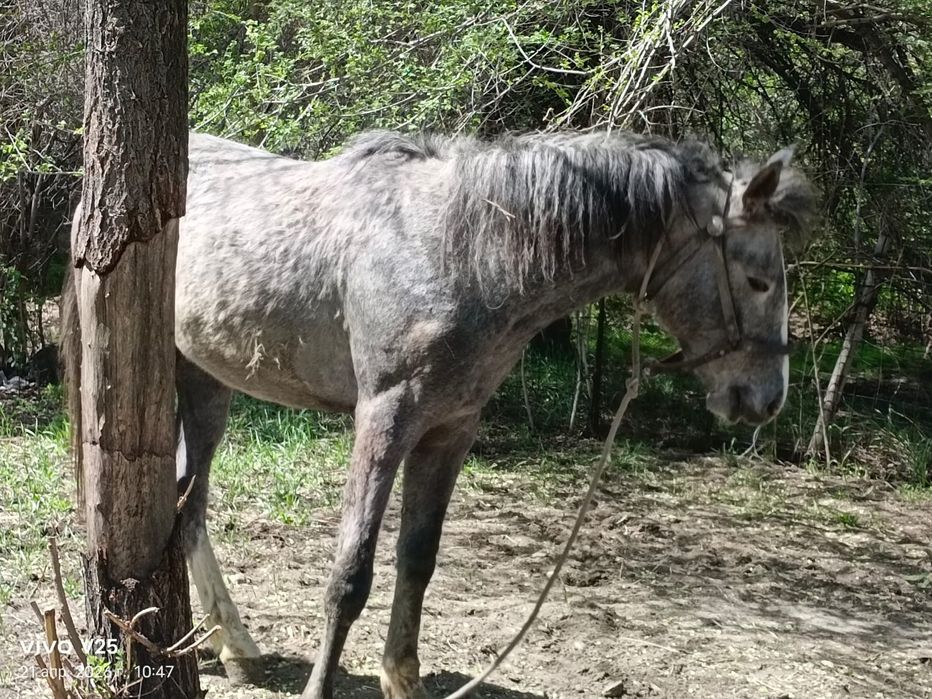 Продам лошадь Кунан