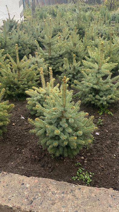 Продам голубые ели. И сосны.