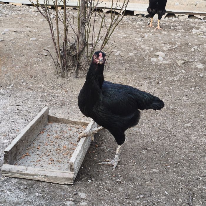 Zotdor Dakan Makiyon / Toza Aseel tovuq / Nasl uchun sara dakan