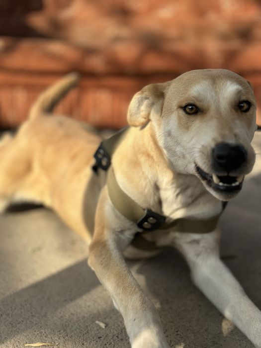 Лесси. Ищет семью очент добрая собака