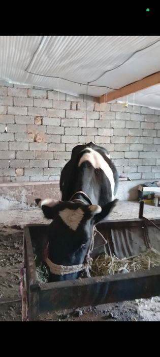 Сыйыр  корова Сыйыр
