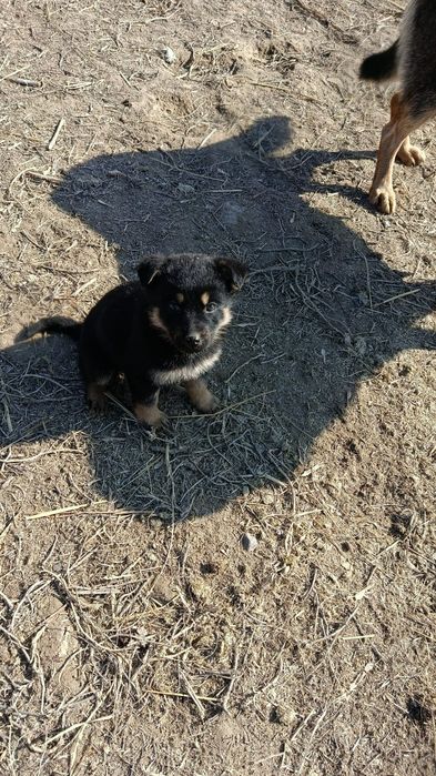 Щенята овчарки, в добрые руки