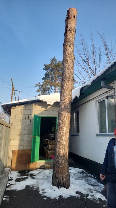 Ствол сосны для мебели