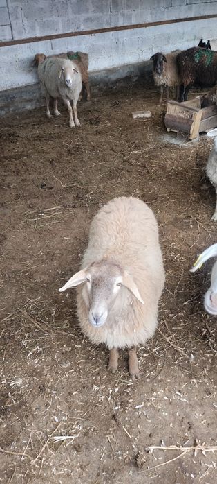 Кой 10 шт токты 22