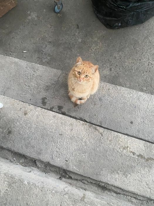 Отдаю котят в хорошие добрые руки