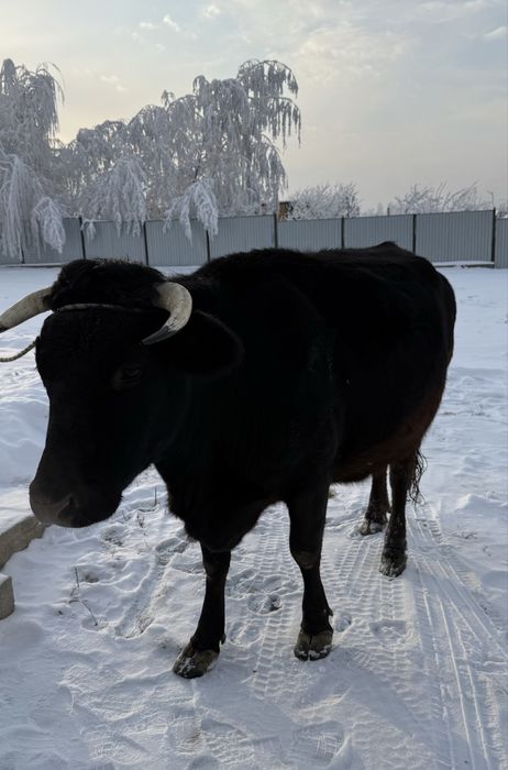 Голландская корова