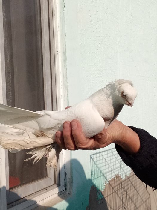 Продам голуби тараз