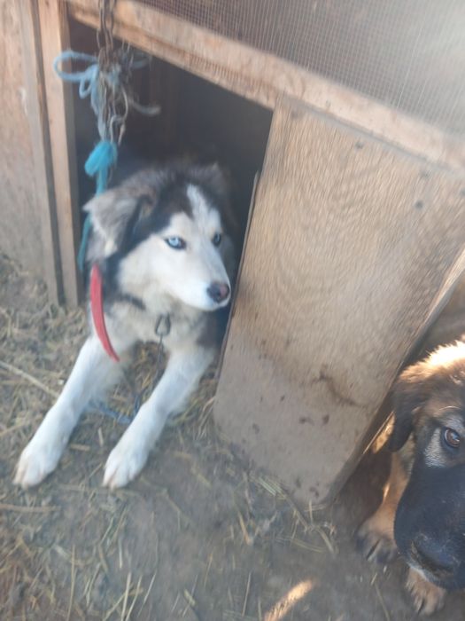 Donez  unei familii iubitoare  o cățelusa  husky