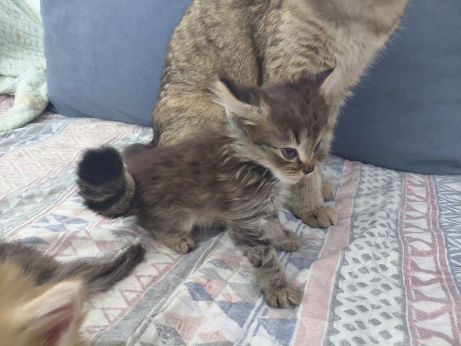 пол мейн-кун отец персидская кошка