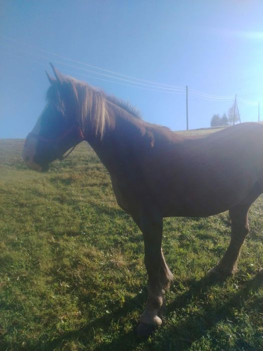 Vând iapa de 8 ani, preț în privat