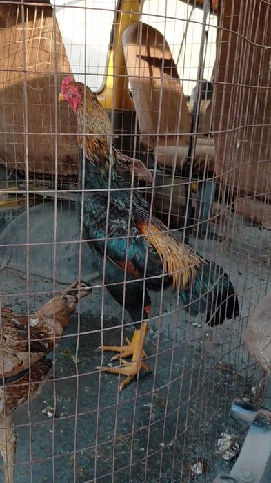 Дакан молодой петух