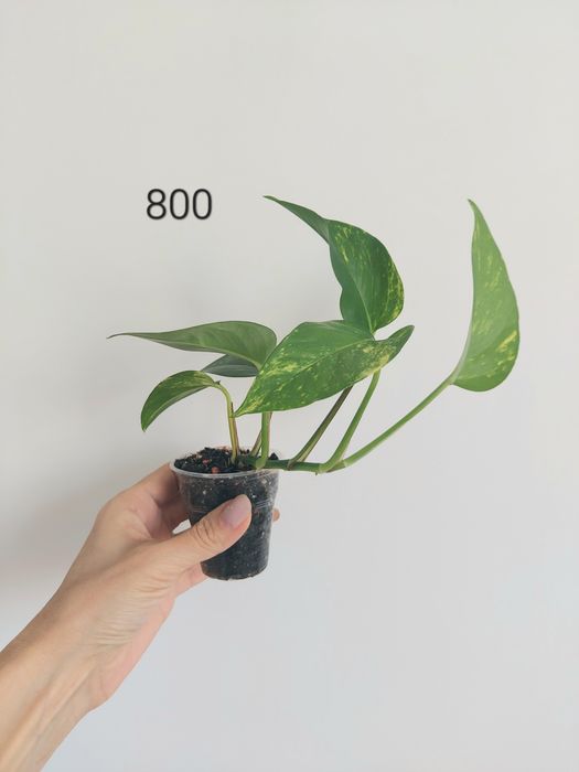 Продам разные  хотите и сциндапсусы