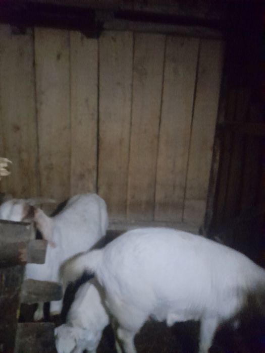 Vând două capre și un țap