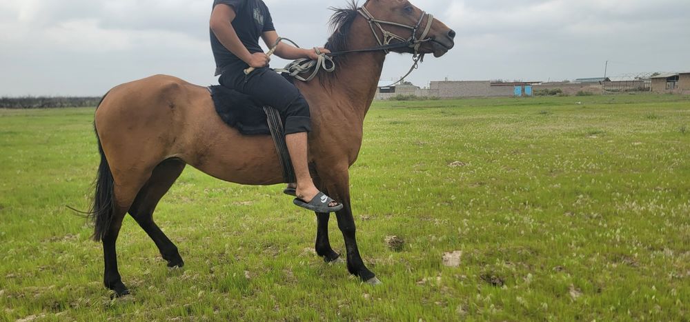 От сотилади бия ювош согдиради миндиради!