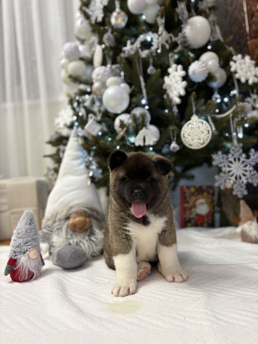 Catei American akita