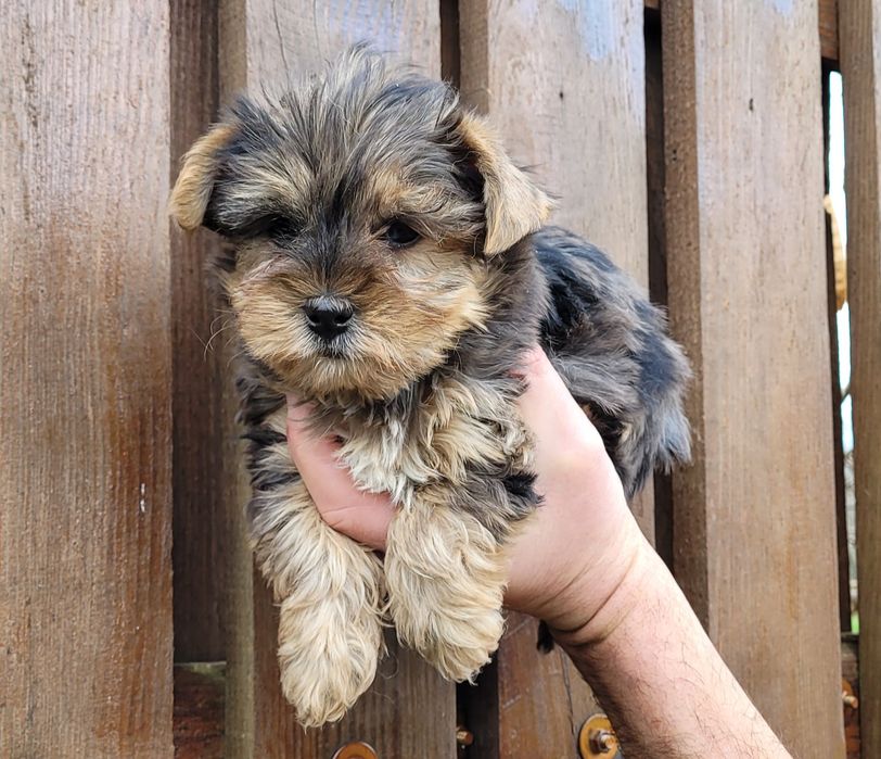 Йоркширски териер-мини !!!