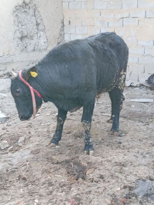 Buqacha sotiladi 1 eoshdan oshgan soglom