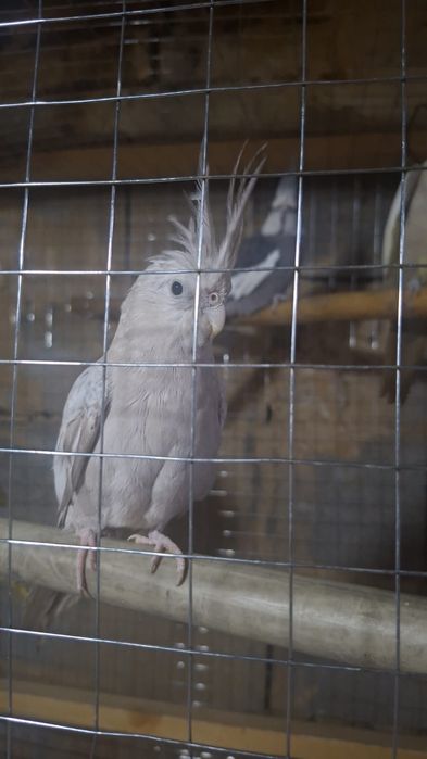 Продам самку кореллы 1 год